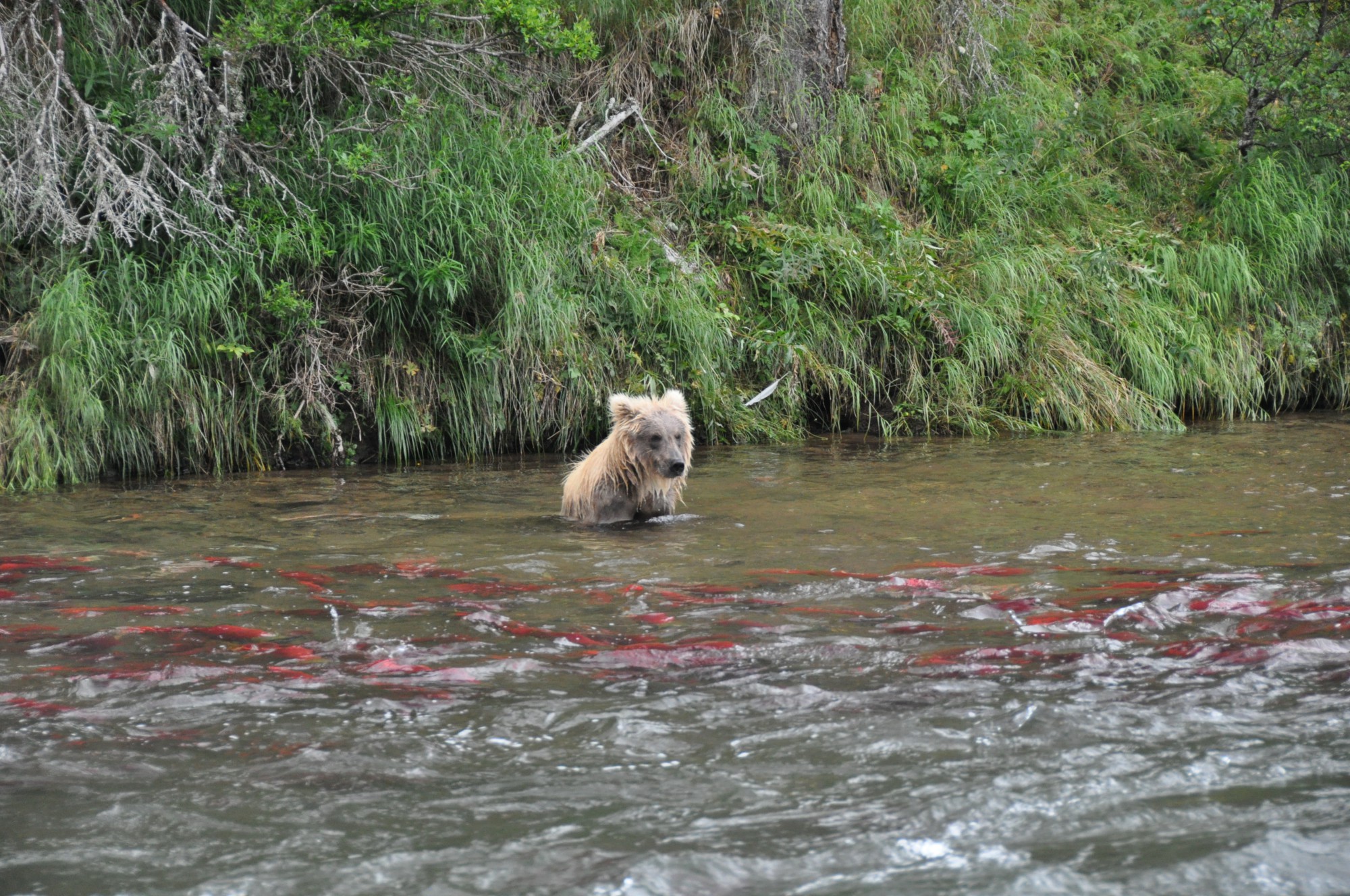 Alaska salmon