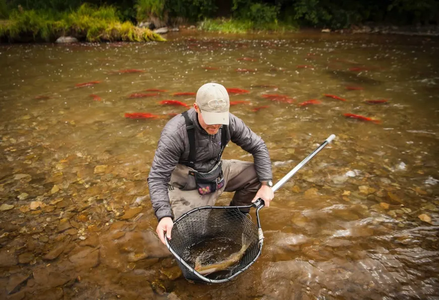 Rainbow trout caught on a dry fly in Alaska